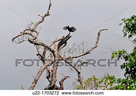 Condor drying on a tree in the forest by Buena Vista Lodge, near Liberia, Guanacaste Costa Rica View Large Photo Image Stock Image - Condor drying on a tree in the forest by Buena Vista Lodge, near Liberia, Guanacaste Costa Rica. Fotosearch