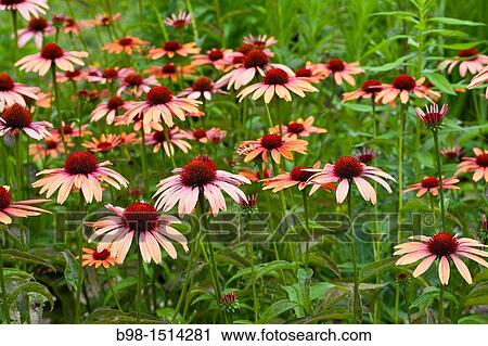 Cone flowers in outdoor gardens of Phipps Conservatory gardens of Phipps Conservatory View Large Photo Image Stock Image - Cone flowers in outdoor gardens of Phipps Conservatory gardens of Phipps Conservatory. Fotosearch