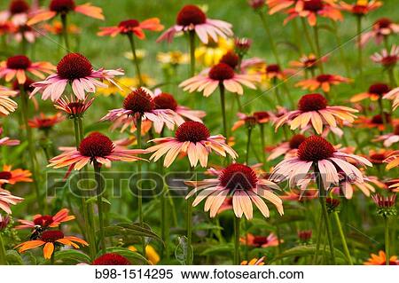 Cone flowers in outdoor gardens of Phipps Conservatory gardens of Phipps Conservatory View Large Photo Image Stock Photography - Cone flowers in outdoor gardens of Phipps Conservatory gardens of Phipps Conservatory. Fotosearch