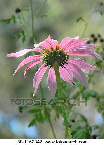 Coneflower Echinacea purpurea in a meadow viewd from below View Large Photo Image Stock Image - Coneflower Echinacea purpurea in a meadow viewd from below. Fotosearch