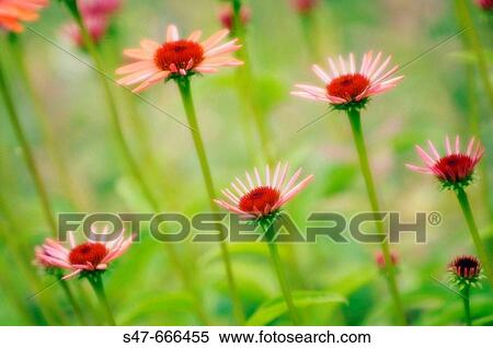 Coneflower Field. Echinacea purpurea. June 2007. Maryland, USA View Large Photo Image Stock Photography - Coneflower Field. Echinacea purpurea. June 2007. Maryland, USA. Fotosearch