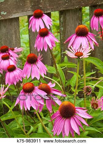 Stock Image - Coneflower. Fotosearch