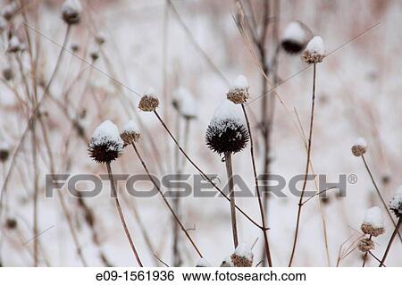 coneflowers, aka echinacea, in winter, brown, with snow on them, sepia-toned View Large Photo Image Stock Photograph - coneflowers, aka echinacea, in winter, brown, with snow on them, sepia-toned. Fotosearch