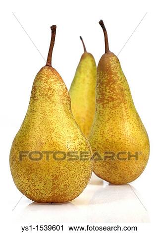 Conference Pear, pyrus communis, Fruits against White Background View Large Photo Image Stock Image - Conference Pear, pyrus communis, Fruits against White Background. Fotosearch
