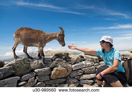 Confident female Spanish Ibex smelling a woman's hand in La Mira peak 2 341 m Mountains of the Sierra de Gredos National Park Hoyos del Espino? vila Castilla y Le? n Spain View Large Photo Image Stock Image - Confident female Spanish Ibex smelling a woman's hand in La Mira peak 2 341 m Mountains of the Sierra de Gredos National Park Hoyos del Espino? vila Castilla y Le? n Spain. Fotosearch