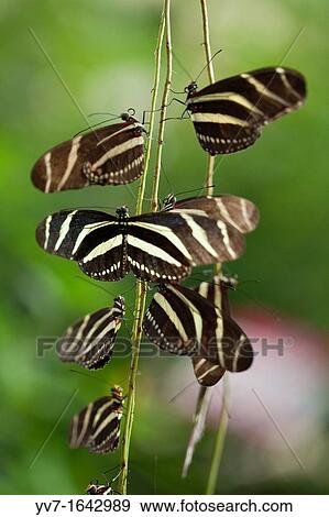 Congregation evening of Heliconius Charitonius Benalmadena Butterfly Park, Benalmadena, Malaga, Spain View Large Photo Image Stock Photo - Congregation evening of Heliconius Charitonius Benalmadena Butterfly Park, Benalmadena, Malaga, Spain. Fotosearch