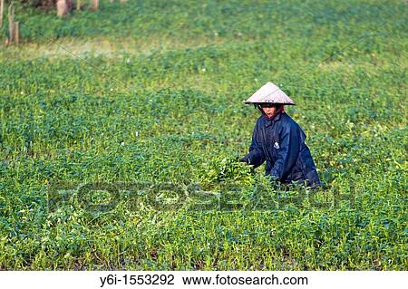 Conical hat woman collects water spinach Hoi An Vietnam View Large Photo Image Stock Image - Conical hat woman collects water spinach Hoi An Vietnam. Fotosearch
