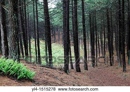 Stock Photo - Conifer forest, Terschelling, Netherlands. Fotosearch