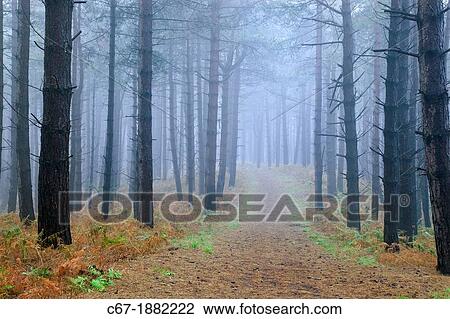 Stock Image - Conifer woodland in Fog Weybourne Norfolk Winter. Fotosearch