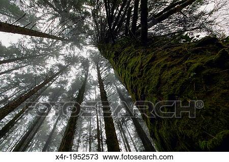 Coniferous trees at Monicknew, Slieve Bloom Mountains, County Laois, Ireland. View Large Photo Image Stock Image - Coniferous trees at Monicknew, Slieve Bloom Mountains, County Laois, Ireland.. Fotosearch