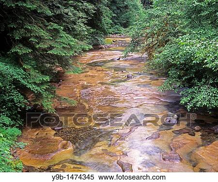 Conifers and alders line banks of Soda Creek in early summer, Willamette National Forest, Oregon, USA View Large Photo Image Stock Photography - Conifers and alders line banks of Soda Creek in early summer, Willamette National Forest, Oregon, USA. Fotosearch