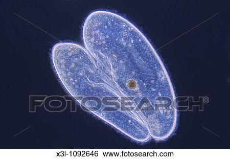 Stock Photograph - Conjugation Cell division Ciliata Protozoan Optic microscopy. Fotosearch