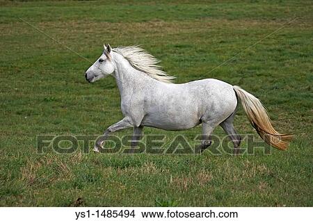 Picture - Connemara Pony, Adult Galloping in Paddock. Fotosearch