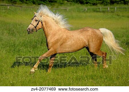 Connemara stallion running on a big paddock, Germany. View Large Photo Image Stock Photo - Connemara stallion running on a big paddock, Germany.. Fotosearch