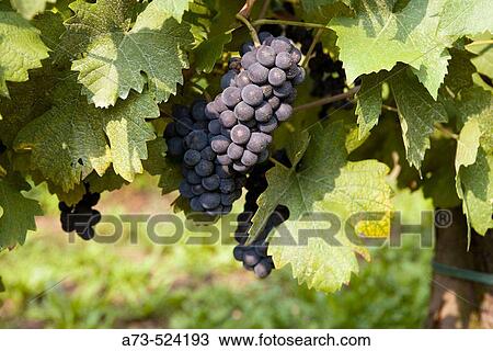 Contadi Castaldi wine producer. Pinot Noir grapes. Adro (Brescia), Lombardy, Italy. View Large Photo Image Stock Image - Contadi Castaldi wine producer. Pinot Noir grapes. Adro (Brescia), Lombardy, Italy.. Fotosearch