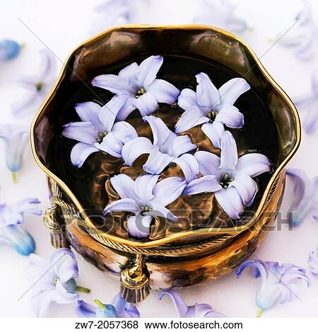 Container with floating Hyacinth florets. View Large Photo Image Stock Photo - Container with floating Hyacinth florets.. Fotosearch