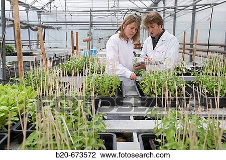 Control of Gernika pepper seedbeds in greenhouse, Departamento de Producci? n y Protecci? n Vegetal, Neiker Tecnalia, Instituto de Investigaci? n y Desarrollo Agrario, Ganadero, Forestal y del Medio Natural, Derio, Bizkaia, Euskadi, Spain View Large Photo Image Stock Image - Control of Gernika pepper seedbeds in greenhouse, Departamento de Producci? n y Protecci? n Vegetal, Neiker Tecnalia, Instituto de Investigaci? n y Desarrollo Agrario, Ganadero, Forestal y del Medio Natural, Derio, Bizkaia, Euskadi, Spain. Fotosearch