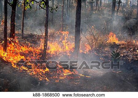 Stock Image - Controlled burn-off to reduce the risk of wildfires Kakadu National Park, Northern Territory, Australia. Fotosearch