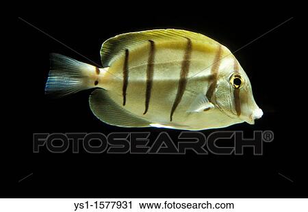 Stock Image - Convict Surgeonfish, acanthurus triostegus, Adult against Black Background. Fotosearch