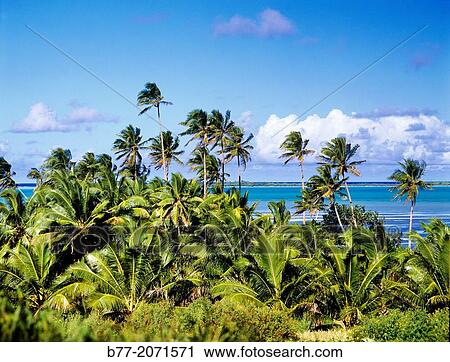 Cook Islands, Aitutaki, island landscape. View Large Photo Image Stock Image - Cook Islands, Aitutaki, island landscape.. Fotosearch
