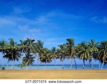 Cook Islands, Aitutaki, palm fringed west coast. View Large Photo Image Picture - Cook Islands, Aitutaki, palm fringed west coast.. Fotosearch