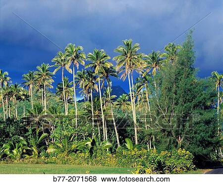 Cook Islands, Rarotonga, palm grove. View Large Photo Image Stock Photo - Cook Islands, Rarotonga, palm grove.. Fotosearch
