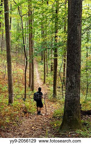 Coontree Trail - Pisgah National Forest - near Brevard, North Carolina USA. View Large Photo Image Stock Photo - Coontree Trail - Pisgah National Forest - near Brevard, North Carolina USA.. Fotosearch
