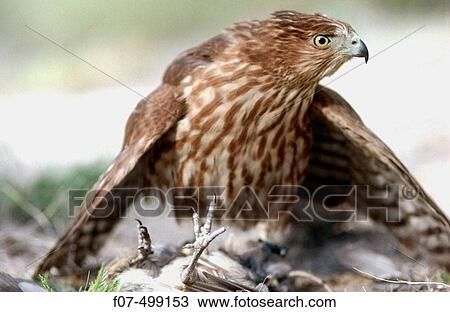Stock Image - Cooper's Hawk (Accipiter cooperii). Arizona, USA. Fotosearch