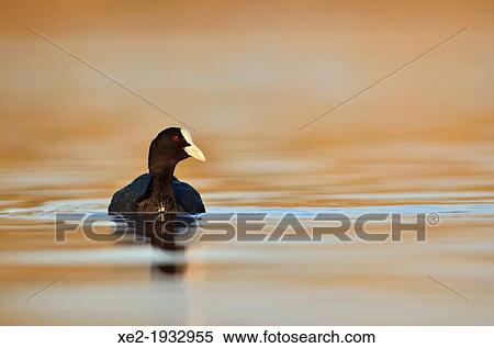 Coot - Fulica atra, Crete View Large Photo Image Stock Photography - Coot - Fulica atra, Crete. Fotosearch