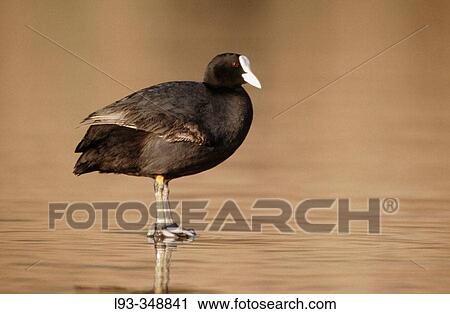 Stock Image - Coot (Fulica atra). Fotosearch