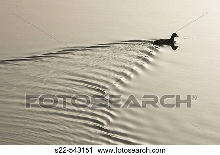 Stock Image - Coot (Fulica atra). Fotosearch