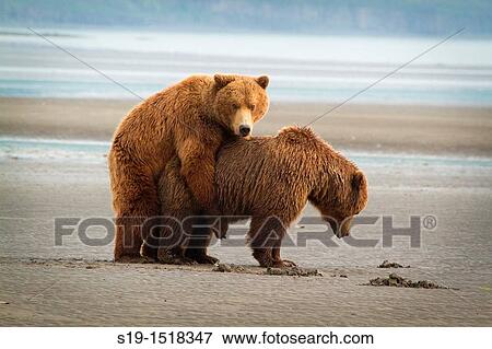 Copulating Grizzly Bears, Katmai National Park, Alaska, USA View Large Photo Image Stock Photo - Copulating Grizzly Bears, Katmai National Park, Alaska, USA. Fotosearch