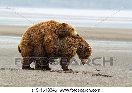 Copulating Grizzly Bears, Katmai National Park, Alaska, USA View Large Photo Image Stock Photography - Copulating Grizzly Bears, Katmai National Park, Alaska, USA. Fotosearch