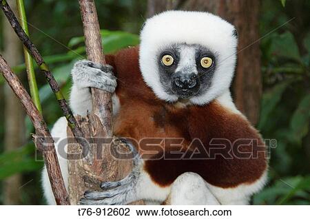 Stock Image - Coquerel's sifaka lemur in Ankarafantsika National Park Madagascar. Fotosearch