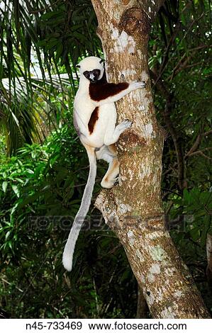 Coquerel's Sifaka (Propithecus coquereli), Madagascar View Large Photo Image Stock Photo - Coquerel's Sifaka (Propithecus coquereli), Madagascar. Fotosearch