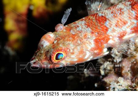 Coral fish View Large Photo Image Stock Photography - Coral fish. Fotosearch
