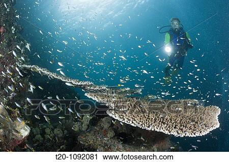 Coral Fishes over Table Coral, Acropora sp, Raja Ampat, West Papua, Indonesia View Large Photo Image Stock Image - Coral Fishes over Table Coral, Acropora sp, Raja Ampat, West Papua, Indonesia. Fotosearch