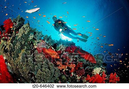 Coral grouper and scuba diver, Cephalopholis miniata, Egypt, Red Sea, St. John's Reef View Large Photo Image Stock Image - Coral grouper and scuba diver, Cephalopholis miniata, Egypt, Red Sea, St. John's Reef. Fotosearch