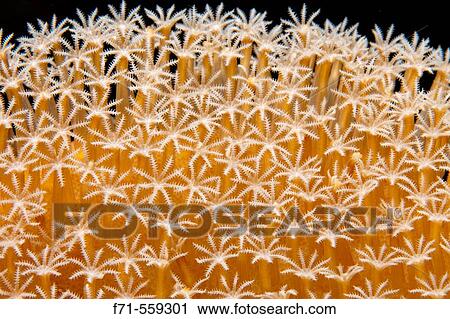 Coral polyp details (Sarcophyton sp. ). Ha? apai Group, Tonga. South Pacific Ocean. View Large Photo Image Stock Image - Coral polyp details (Sarcophyton sp. ). Ha? apai Group, Tonga. South Pacific Ocean.. Fotosearch