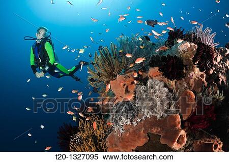 Stock Photography - Coral Reef and Scuba Diver, Amed, Bali, Indonesia. Fotosearch