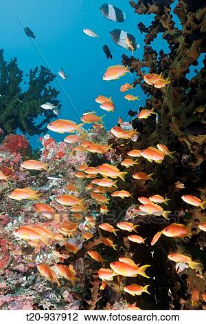Coral Reef with Anthias, Pseudanthias squamipinnis, Himendhoo Thila, North Ari Atoll, Maldives View Large Photo Image Stock Image - Coral Reef with Anthias, Pseudanthias squamipinnis, Himendhoo Thila, North Ari Atoll, Maldives. Fotosearch