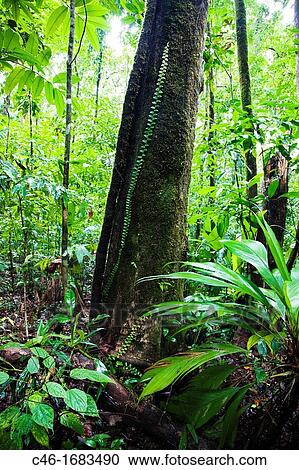 Corcovado National Park, Osa Peninsula, Costa Rica. View Large Photo Image Stock Image - Corcovado National Park, Osa Peninsula, Costa Rica.. Fotosearch