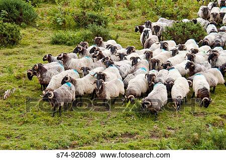 Stock Photo - Corderos en la Selva de Irati, Navarra, Spain. Fotosearch
