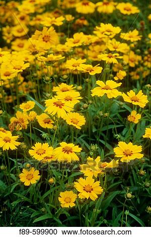 Coreopsis lanceolata terntaler blossoms (Coreopsis lanceolata terntaler). Astolat, Jane Lew, WV. View Large Photo Image Stock Image - Coreopsis lanceolata terntaler blossoms (Coreopsis lanceolata terntaler). Astolat, Jane Lew, WV.. Fotosearch