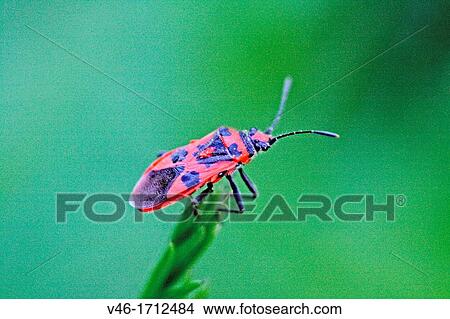 Corizus hyoscyami, scentless plant bugs Invasive pest Listed internationally as invasive pest On Japanese proscribed list View Large Photo Image Picture - Corizus hyoscyami, scentless plant bugs Invasive pest Listed internationally as invasive pest On Japanese proscribed list. Fotosearch