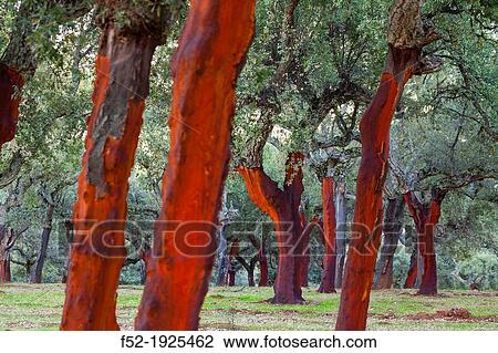 Cork Oak, Ambroz valley, Caceres, Extremadura, Spain, Europe View Large Photo Image Stock Image - Cork Oak, Ambroz valley, Caceres, Extremadura, Spain, Europe. Fotosearch
