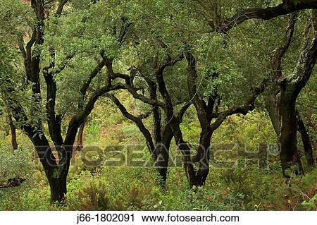 Stock Image - Cork oak forest in the Natural Park Sierra Calderona Valencia. Fotosearch