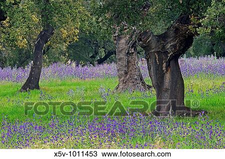 Cork oak forest (Quercus suber) in blue carpet Viborera (Echium sp). Natural Park of Aracena and Picos de Aroche. Andalucia. Spain View Large Photo Image Stock Image - Cork oak forest (Quercus suber) in blue carpet Viborera (Echium sp). Natural Park of Aracena and Picos de Aroche. Andalucia. Spain. Fotosearch