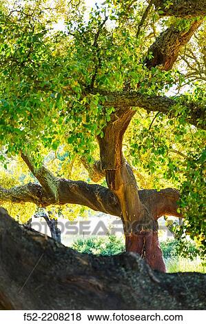 Stock Photo - Cork oak, Freguesia de Azinheira dos Barros, Concelho de Grandola, Alentejo, Portugal, Europe.. Fotosearch