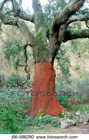 Stock Image - Cork oak (Quercus suber) in Mosquera ravine, Azu? bar. Sierra EspadBn. Castell? n province. Spain.. Fotosearch